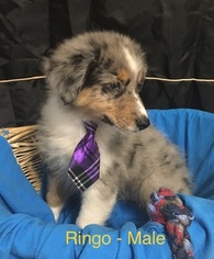 Miniature American Shepherd Puppy for sale in DEARBORN, MO, USA