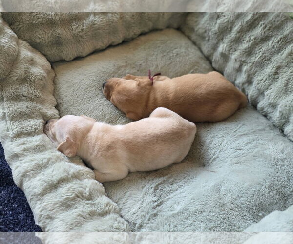 Medium Photo #6 Mutt Puppy For Sale in Holly Springs, NC, USA