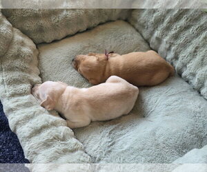 Amber - Willow Mae Litter - Male Mutt Dog for Adoption - Photo #6
