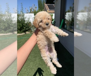 Chinese Shar-Pei Puppy for sale in SAN DIEGO, CA, USA
