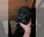 Small Photo #4 German Shepherd Dog Puppy For Sale in VIOLET, LA, USA