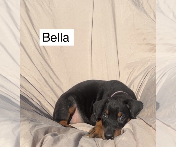 Medium Photo #5 Doberman Pinscher Puppy For Sale in POMEROY, OH, USA