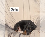 Small #4 Doberman Pinscher