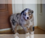 Small Photo #48 Australian Shepherd Puppy For Sale in GREER, SC, USA