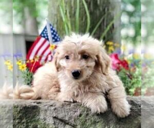 Goldendoodle (Miniature) Puppy for sale in DRY RUN, PA, USA