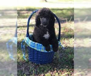 Poodle (Miniature) Puppy for sale in FORT WORTH, TX, USA