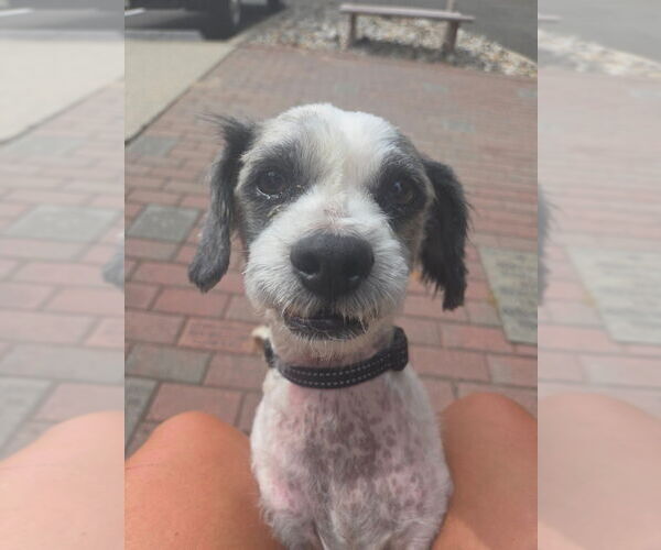 Medium Photo #2 Shih Tzu Puppy For Sale in Sayreville, NJ, NJ, USA