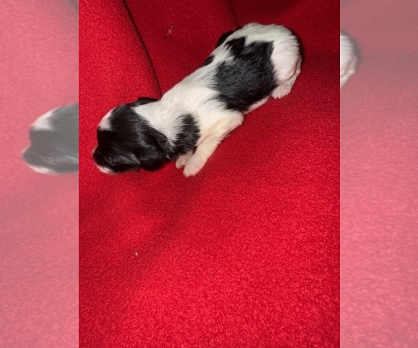 Medium Photo #2 Cavapoo-Poodle (Miniature) Mix Puppy For Sale in MUNFORDVILLE, KY, USA