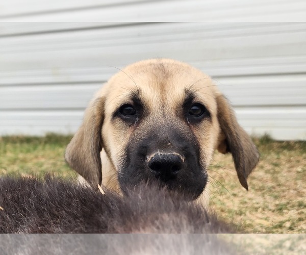 Medium Photo #15 Anatolian Shepherd Puppy For Sale in CUMBY, TX, USA