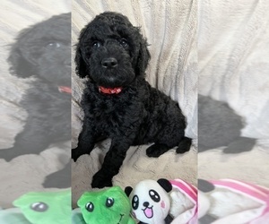 Schnauzer (Miniature) Puppy for sale in WOODSIDE, NY, USA
