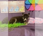 Small Photo #17 Siberian Husky Puppy For Sale in DEARBORN, MO, USA