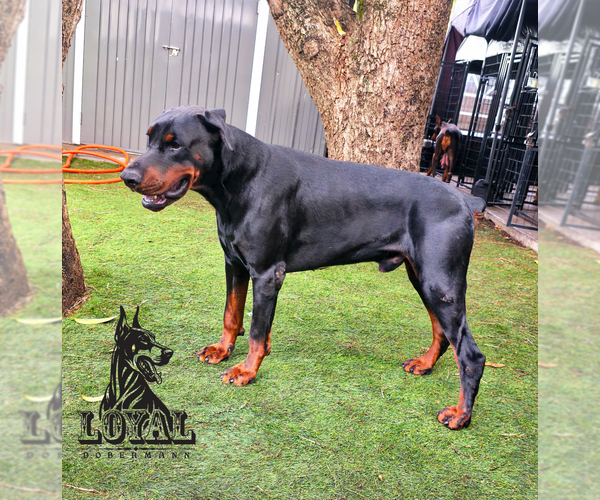 Medium Photo #1 Doberman Pinscher Puppy For Sale in MIAMI, FL, USA