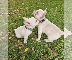 French Bulldog Puppy for sale in BAKERSFIELD, CA, USA