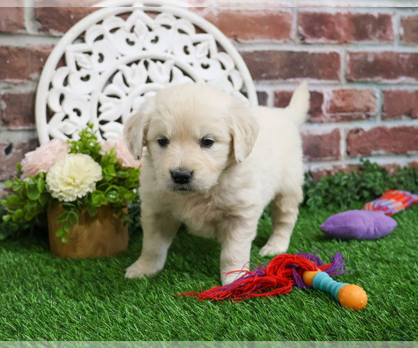Medium Photo #7 English Cream Golden Retriever Puppy For Sale in SYRACUSE, IN, USA