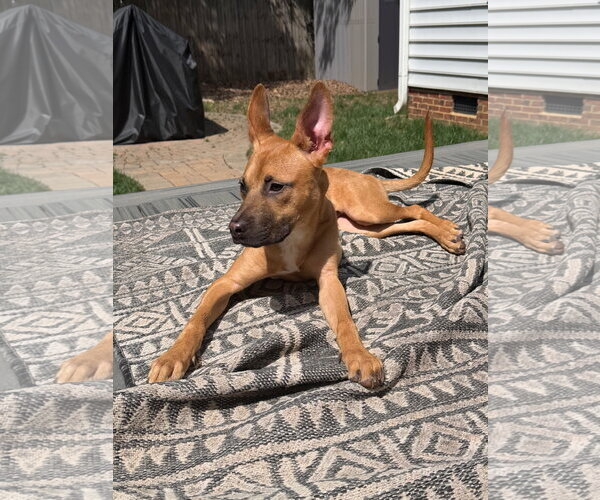 Medium Photo #2 American Staffordshire Terrier-Unknown Mix Puppy For Sale in Cary, NC, USA