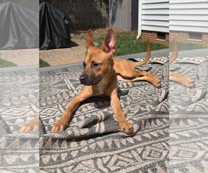 Cali - Female American Staffordshire Terrier-Unknown Mix Dog for Adoption - Photo #2