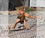 Small Photo #2 American Staffordshire Terrier-Unknown Mix Puppy For Sale in Cary, NC, USA