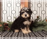 Puppy Fiji Poochon