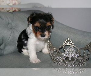 Yorkshire Terrier Puppy for sale in LADSON, SC, USA