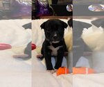 Small Photo #1 Labrador Retriever-Unknown Mix Puppy For Sale in Escondido, CA, USA