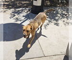 Small #3 Labrador Retriever Mix