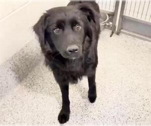Mutt Dogs for adoption in Houston, TX, USA