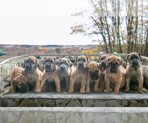 Great Dane Puppy for Sale in MINERVA, Ohio USA