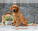 Puppy Luna Labrador Retriever