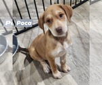 Small Catahoula Leopard Dog Mix