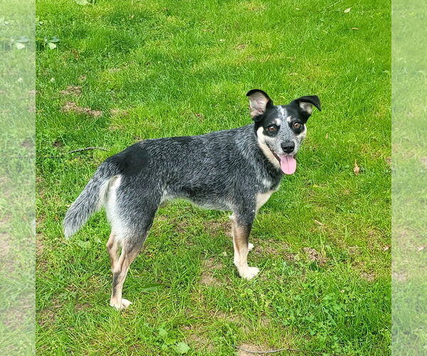 Medium Photo #2 Mutt Puppy For Sale in FAIRLAWN, OH, USA