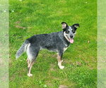 Small #1 Mutt