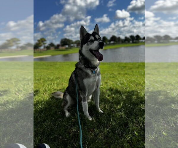 Medium Photo #7 Siberian Husky Puppy For Sale in Rosenberg, TX, USA