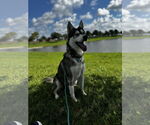 Small #6 Siberian Husky