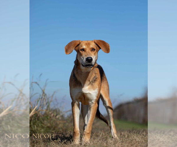 Medium Photo #4 German Shepherd Dog-Unknown Mix Puppy For Sale in Evansville, IN, USA