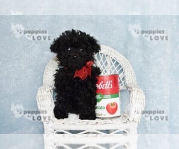 Medium Photo #4 Poodle (Toy) Puppy For Sale in SANGER, TX, USA