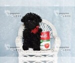 Small #3 Poodle (Toy)