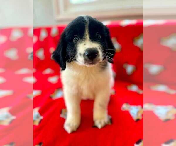 Medium Photo #2 Great Pyrenees-Unknown Mix Puppy For Sale in Osgood, IN, USA