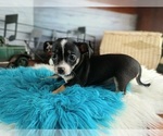 Small #5 Chihuahua