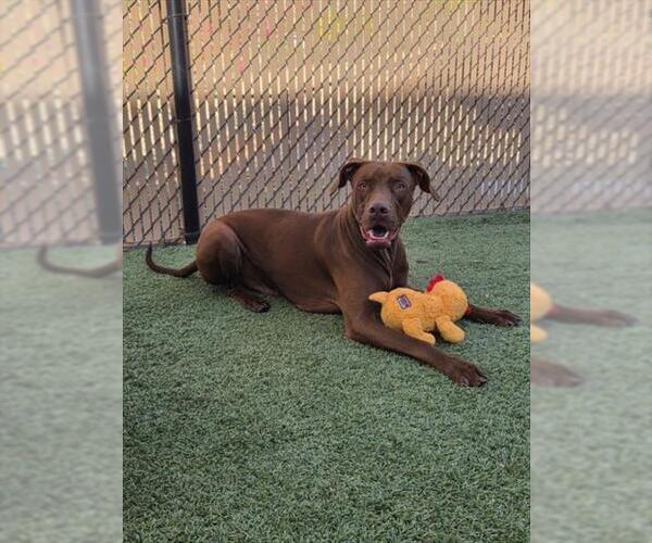 Medium Photo #1 Vizsla Puppy For Sale in Norco, CA, USA