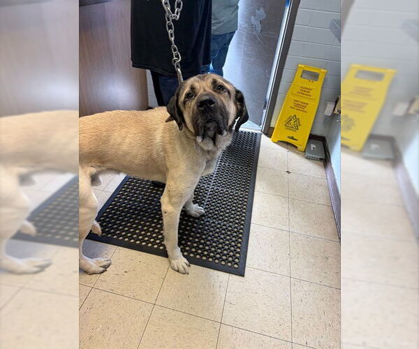 Medium Photo #1 Anatolian Shepherd-Mastiff Mix Puppy For Sale in Stockton, CA, USA