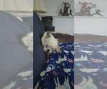 Small #2 French Bulldog