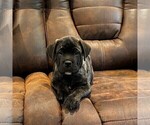 Puppy Havoc Cane Corso