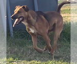 Small #3 Black Mouth Cur Mix