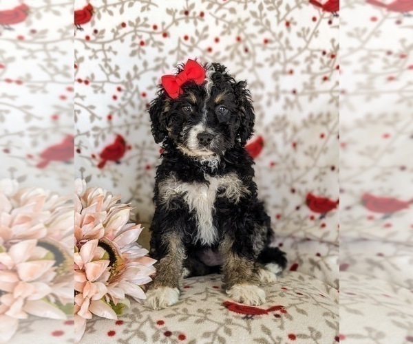 Medium Photo #1 Miniature Bernedoodle-Poodle (Miniature) Mix Puppy For Sale in OXFORD, PA, USA