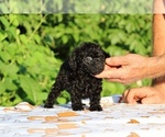 Small #11 Poodle (Toy)