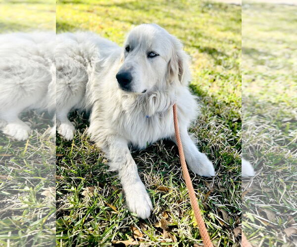 Medium Photo #10 Great Pyrenees Puppy For Sale in Spring, TX, USA