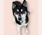 Small #6 Huskies  Mix