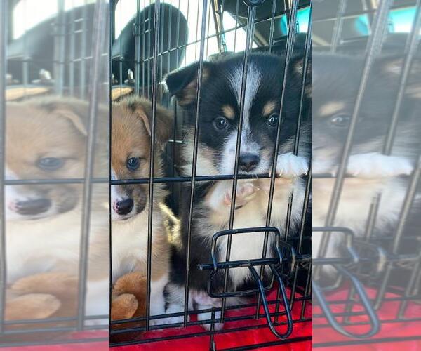 Medium Photo #2 Augi Puppy For Sale in BRIGGSDALE, CO, USA