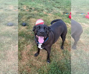 Labrador Retriever-Unknown Mix Dogs for adoption in South Bend, IN, USA