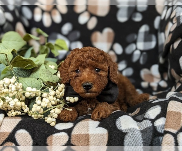 Medium Photo #5 Poodle (Toy) Puppy For Sale in OXFORD, PA, USA